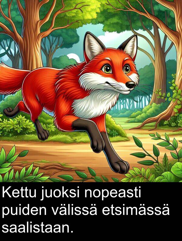 saalistaan: Kettu juoksi nopeasti puiden välissä etsimässä saalistaan.
