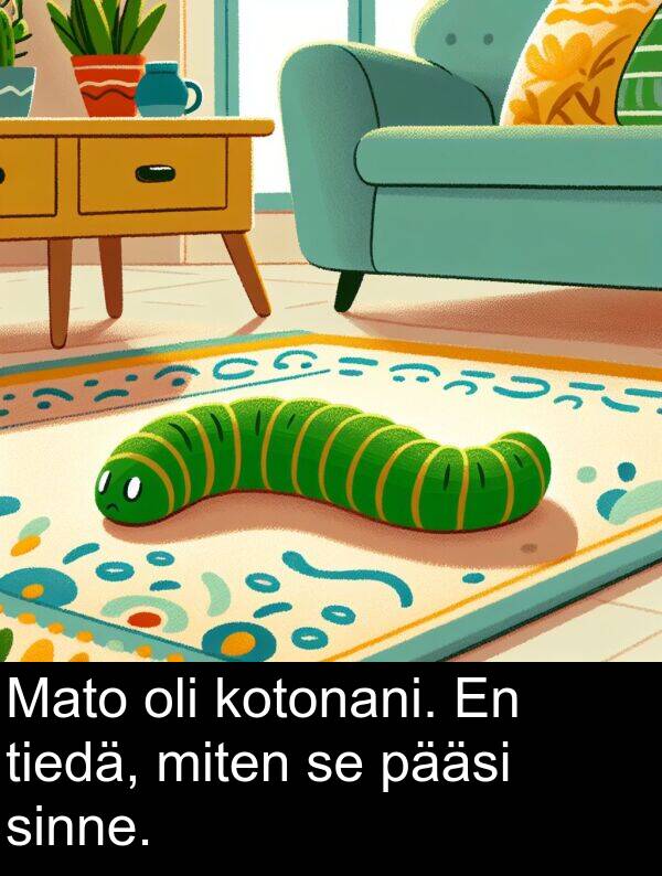 sinne: Mato oli kotonani. En tiedä, miten se pääsi sinne.