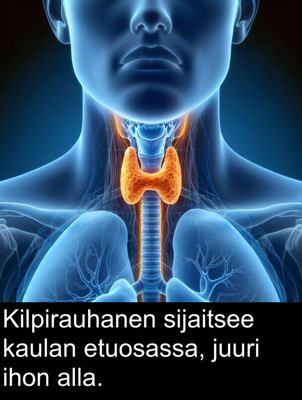 sijaitsee: Kilpirauhanen sijaitsee kaulan etuosassa, juuri ihon alla.