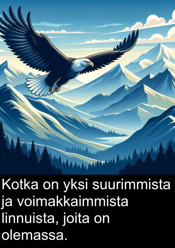 suurimmista: Kotka on yksi suurimmista ja voimakkaimmista linnuista, joita on olemassa.