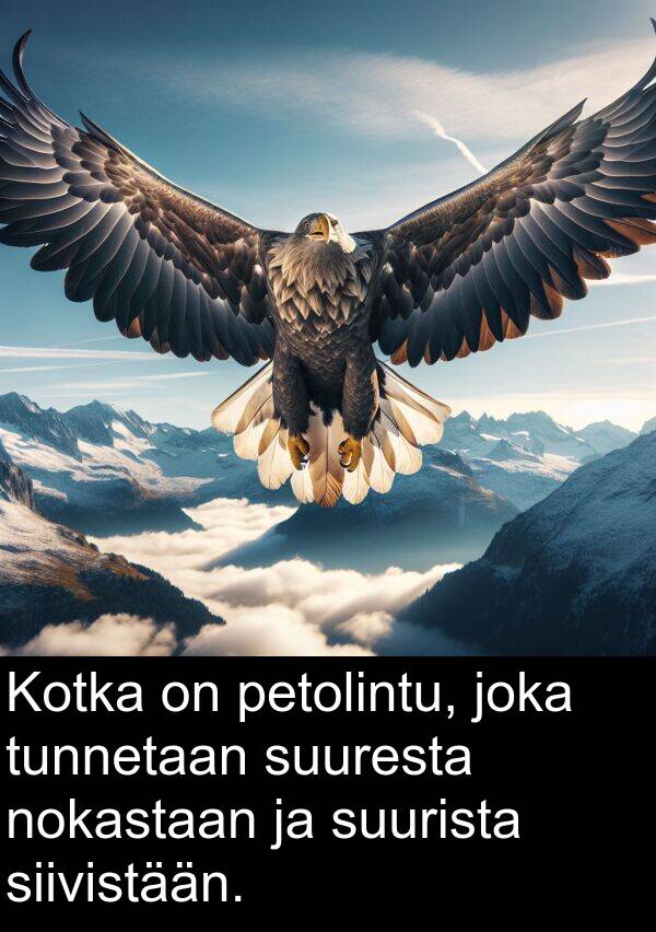 suuresta: Kotka on petolintu, joka tunnetaan suuresta nokastaan ja suurista siivistään.
