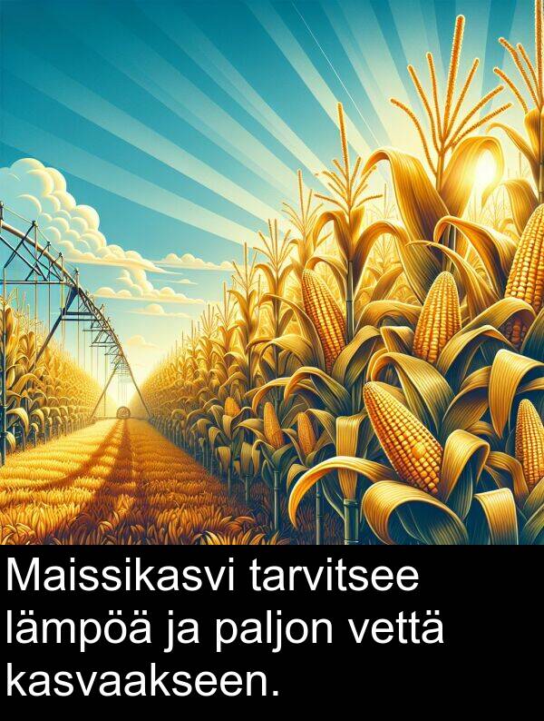 paljon: Maissikasvi tarvitsee lämpöä ja paljon vettä kasvaakseen.