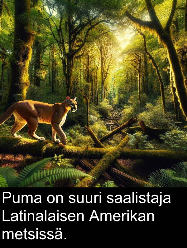 suuri: Puma on suuri saalistaja Latinalaisen Amerikan metsissä.