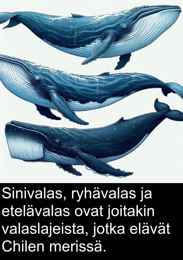 merissä: Sinivalas, ryhävalas ja etelävalas ovat joitakin valaslajeista, jotka elävät Chilen merissä.