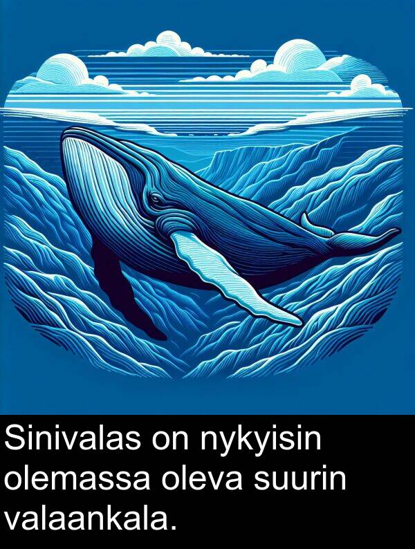 suurin: Sinivalas on nykyisin olemassa oleva suurin valaankala.
