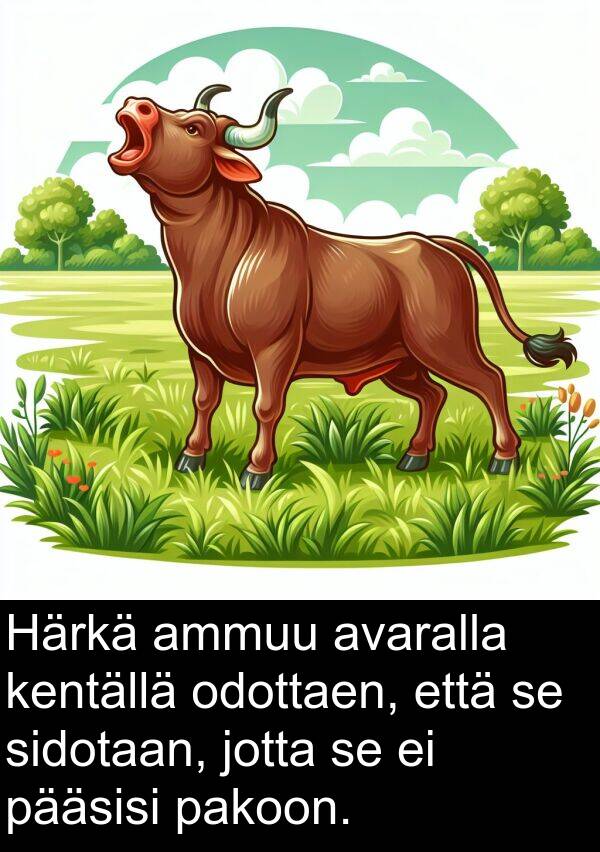 sidotaan: Härkä ammuu avaralla kentällä odottaen, että se sidotaan, jotta se ei pääsisi pakoon.