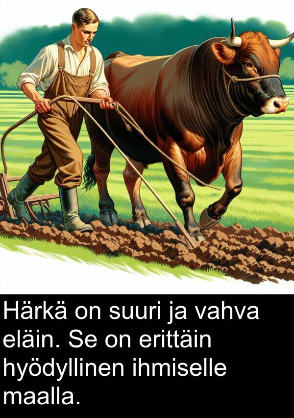 suuri: Härkä on suuri ja vahva eläin. Se on erittäin hyödyllinen ihmiselle maalla.