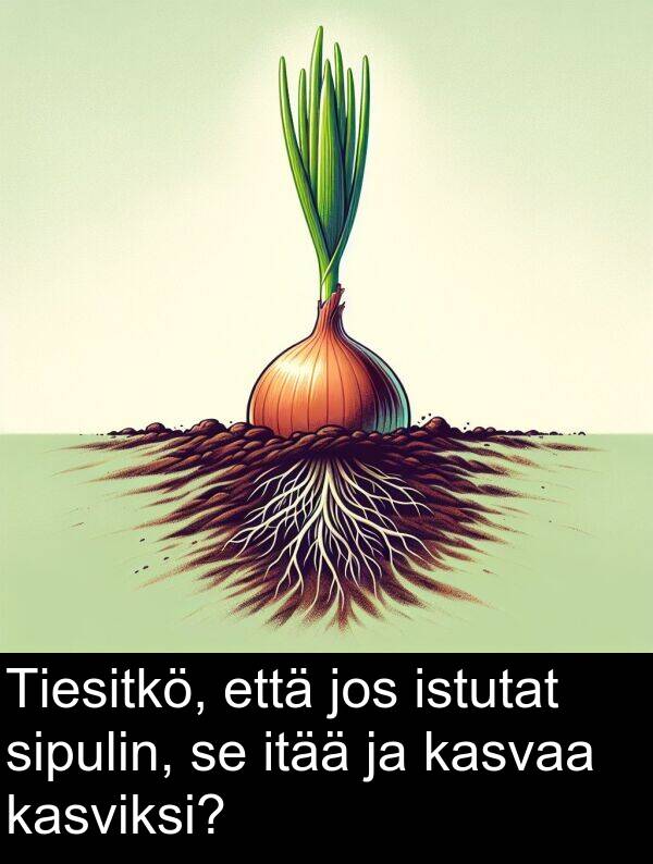 sipulin: Tiesitkö, että jos istutat sipulin, se itää ja kasvaa kasviksi?