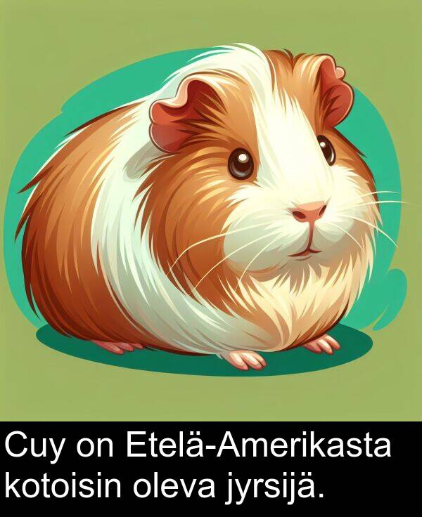 oleva: Cuy on Etelä-Amerikasta kotoisin oleva jyrsijä.