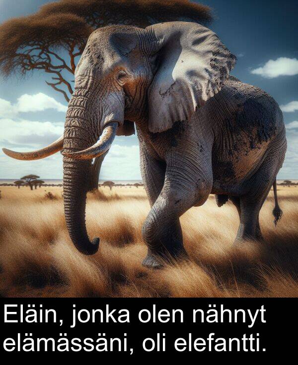 olen: Eläin, jonka olen nähnyt elämässäni, oli elefantti.