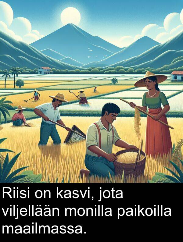 jota: Riisi on kasvi, jota viljellään monilla paikoilla maailmassa.