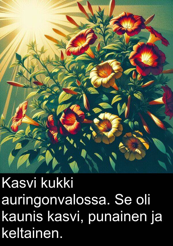 kasvi: Kasvi kukki auringonvalossa. Se oli kaunis kasvi, punainen ja keltainen.