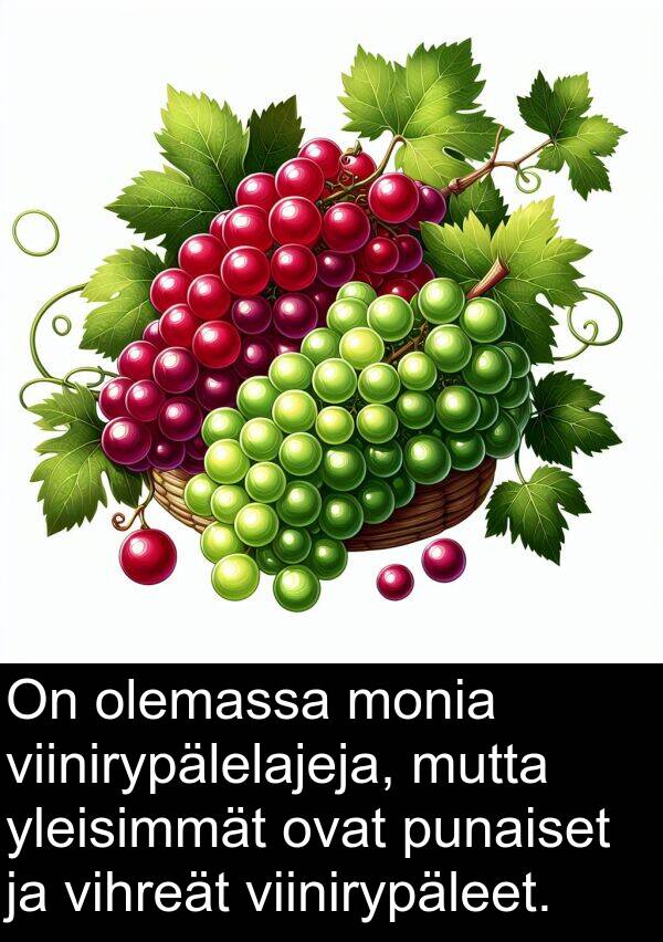 olemassa: On olemassa monia viinirypälelajeja, mutta yleisimmät ovat punaiset ja vihreät viinirypäleet.