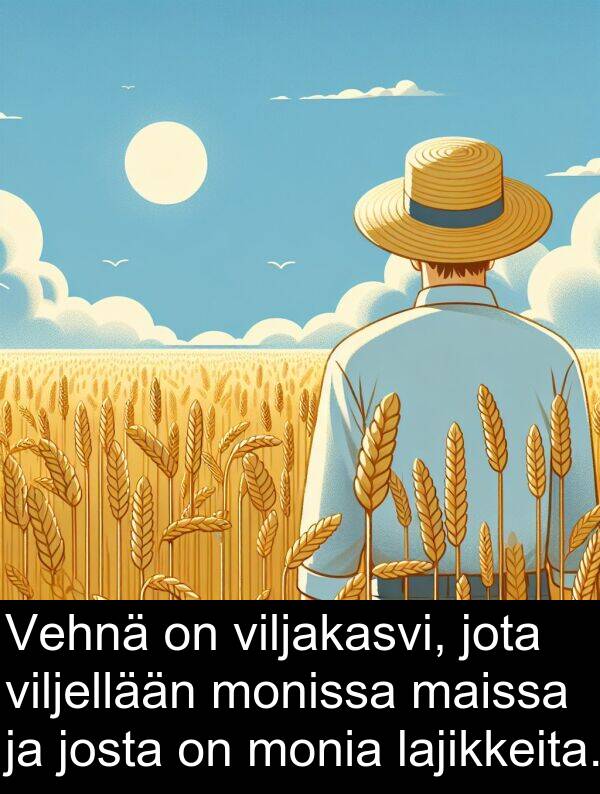 viljellään: Vehnä on viljakasvi, jota viljellään monissa maissa ja josta on monia lajikkeita.