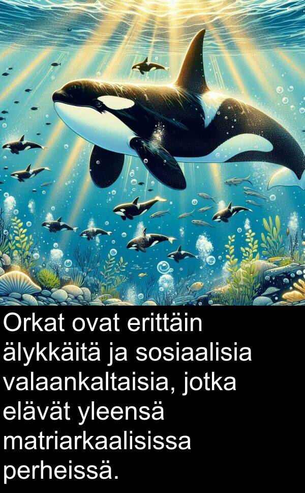 sosiaalisia: Orkat ovat erittäin älykkäitä ja sosiaalisia valaankaltaisia, jotka elävät yleensä matriarkaalisissa perheissä.