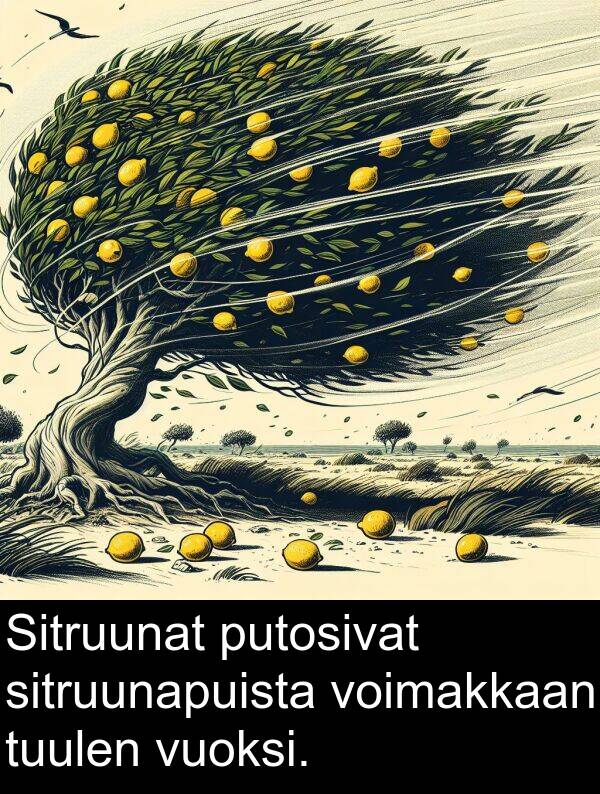 sitruunapuista: Sitruunat putosivat sitruunapuista voimakkaan tuulen vuoksi.