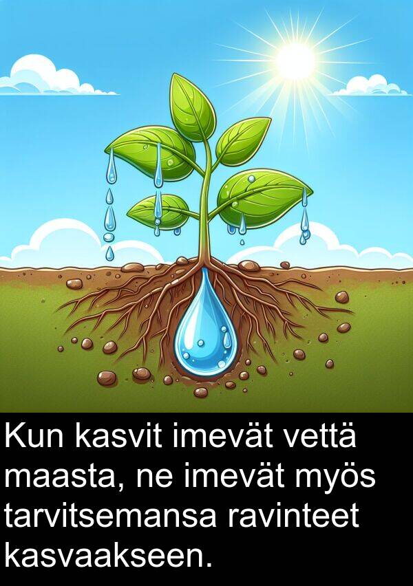 maasta: Kun kasvit imevät vettä maasta, ne imevät myös tarvitsemansa ravinteet kasvaakseen.