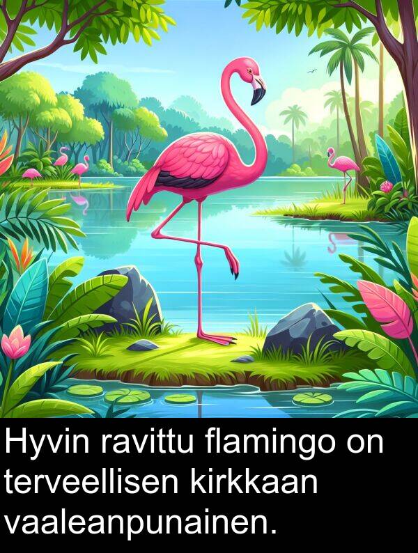 vaaleanpunainen: Hyvin ravittu flamingo on terveellisen kirkkaan vaaleanpunainen.