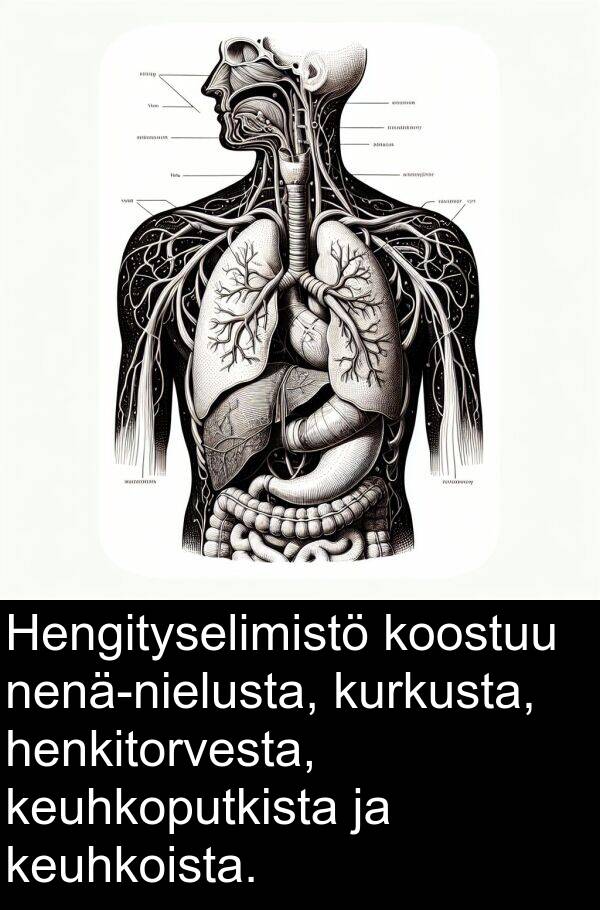 kurkusta: Hengityselimistö koostuu nenä-nielusta, kurkusta, henkitorvesta, keuhkoputkista ja keuhkoista.
