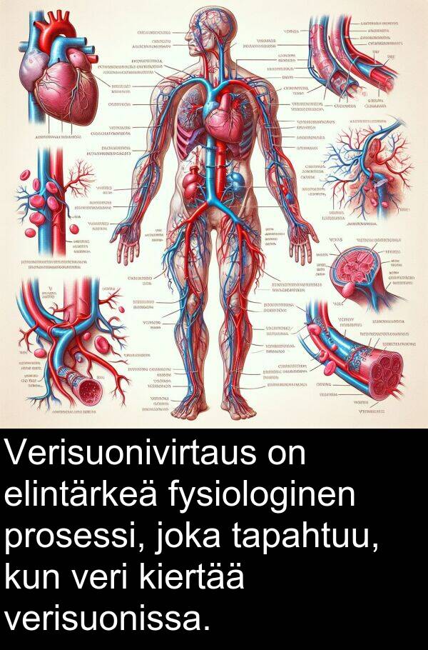verisuonissa: Verisuonivirtaus on elintärkeä fysiologinen prosessi, joka tapahtuu, kun veri kiertää verisuonissa.