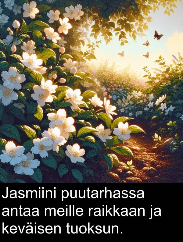 raikkaan: Jasmiini puutarhassa antaa meille raikkaan ja keväisen tuoksun.