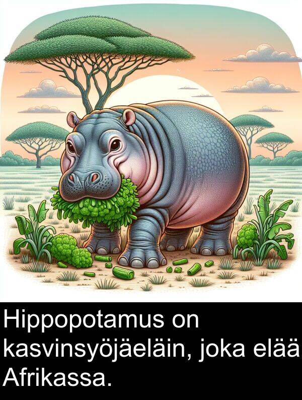 kasvinsyöjäeläin: Hippopotamus on kasvinsyöjäeläin, joka elää Afrikassa.