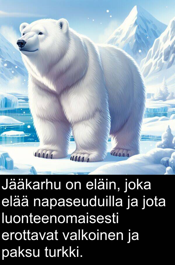 paksu: Jääkarhu on eläin, joka elää napaseuduilla ja jota luonteenomaisesti erottavat valkoinen ja paksu turkki.