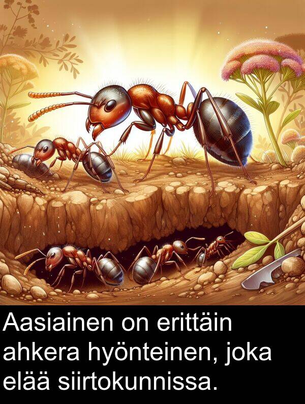 siirtokunnissa: Aasiainen on erittäin ahkera hyönteinen, joka elää siirtokunnissa.