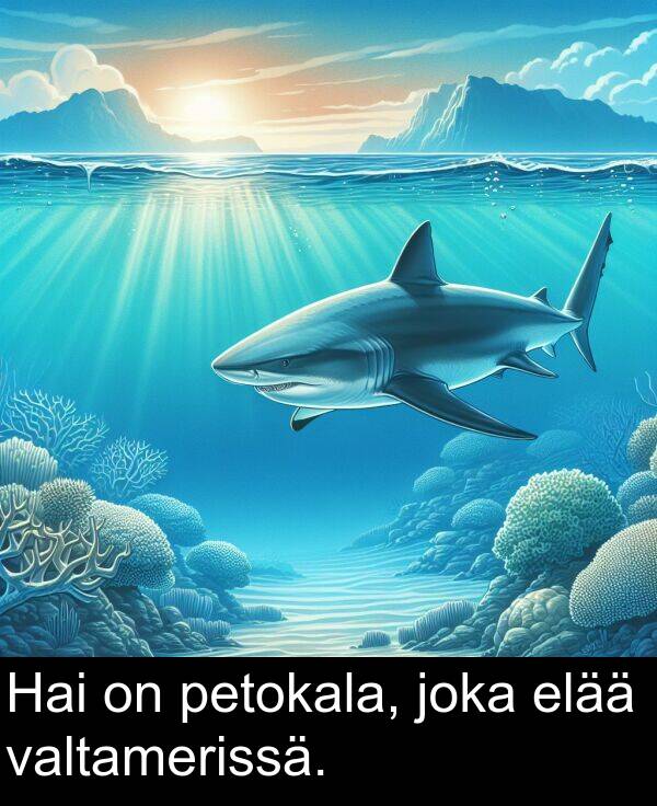 joka: Hai on petokala, joka elää valtamerissä.