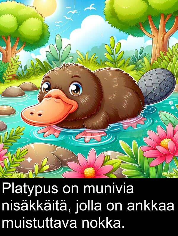 nisäkkäitä: Platypus on munivia nisäkkäitä, jolla on ankkaa muistuttava nokka.