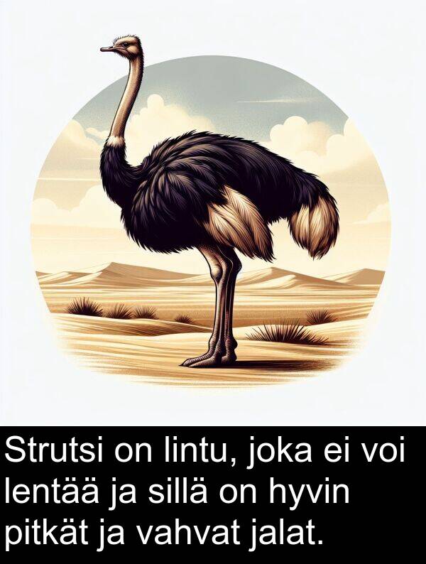 sillä: Strutsi on lintu, joka ei voi lentää ja sillä on hyvin pitkät ja vahvat jalat.