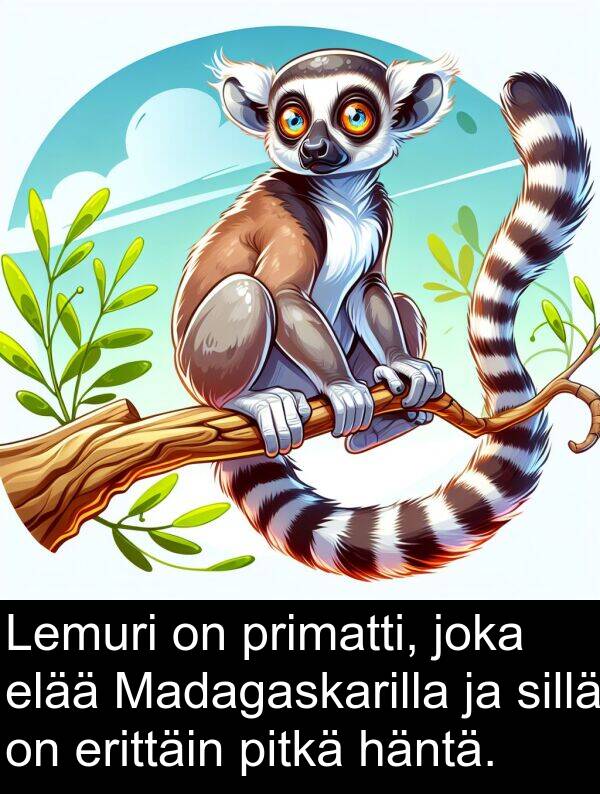 sillä: Lemuri on primatti, joka elää Madagaskarilla ja sillä on erittäin pitkä häntä.