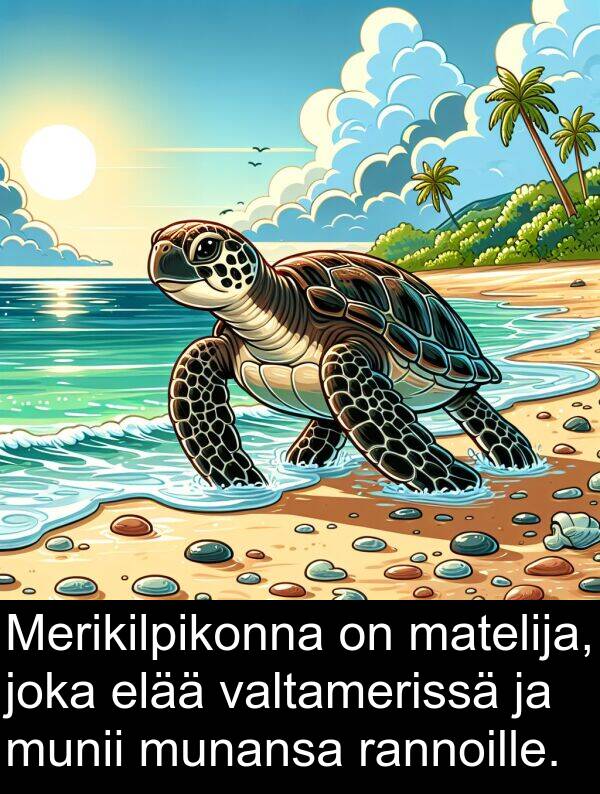 matelija: Merikilpikonna on matelija, joka elää valtamerissä ja munii munansa rannoille.