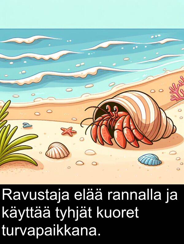 turvapaikkana: Ravustaja elää rannalla ja käyttää tyhjät kuoret turvapaikkana.
