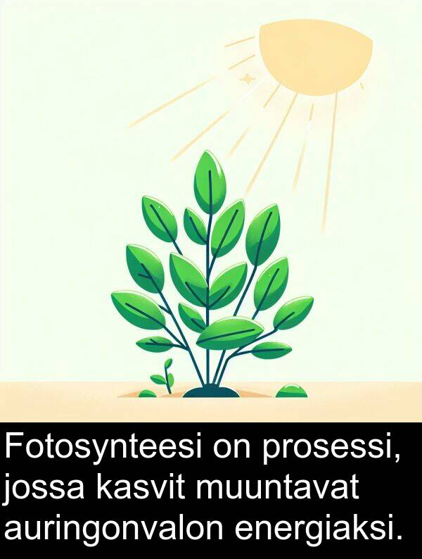 kasvit: Fotosynteesi on prosessi, jossa kasvit muuntavat auringonvalon energiaksi.