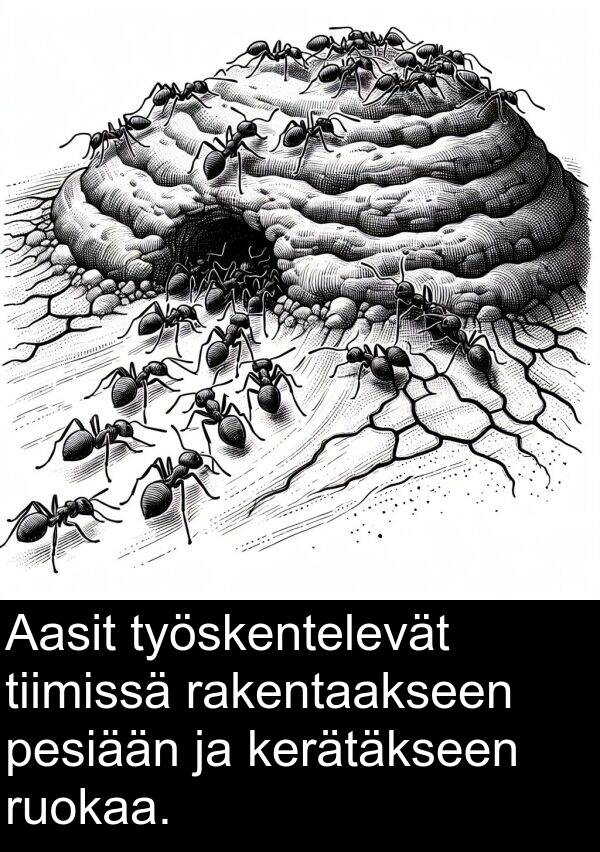 pesiään: Aasit työskentelevät tiimissä rakentaakseen pesiään ja kerätäkseen ruokaa.