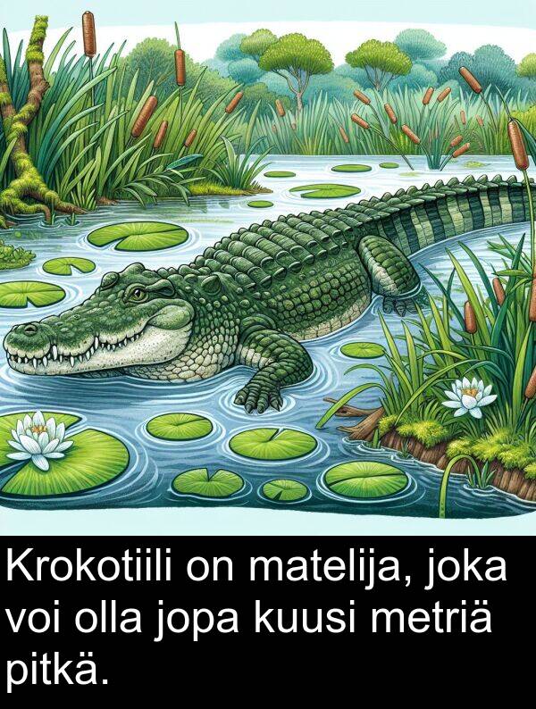 matelija: Krokotiili on matelija, joka voi olla jopa kuusi metriä pitkä.