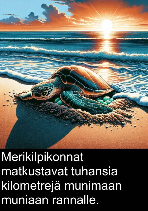 munimaan: Merikilpikonnat matkustavat tuhansia kilometrejä munimaan muniaan rannalle.