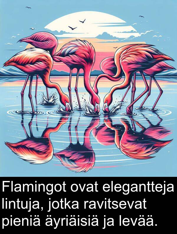 levää: Flamingot ovat elegantteja lintuja, jotka ravitsevat pieniä äyriäisiä ja levää.