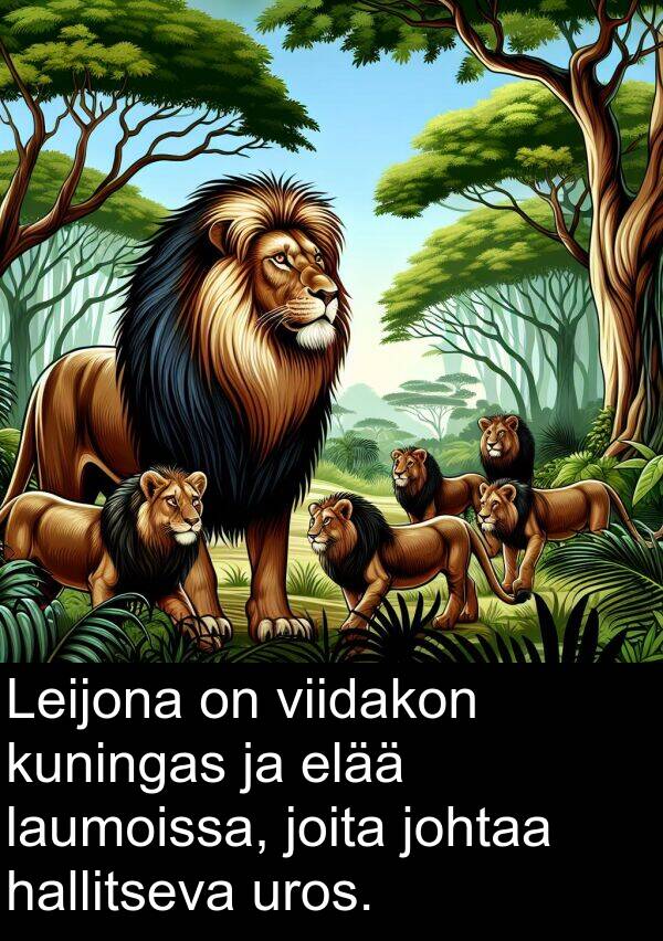 viidakon: Leijona on viidakon kuningas ja elää laumoissa, joita johtaa hallitseva uros.