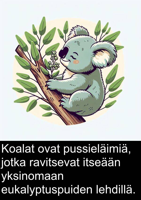 lehdillä: Koalat ovat pussieläimiä, jotka ravitsevat itseään yksinomaan eukalyptuspuiden lehdillä.