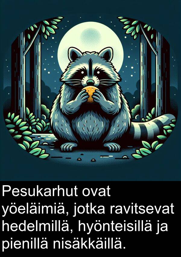 nisäkkäillä: Pesukarhut ovat yöeläimiä, jotka ravitsevat hedelmillä, hyönteisillä ja pienillä nisäkkäillä.