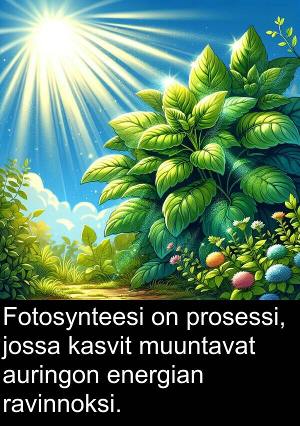 kasvit: Fotosynteesi on prosessi, jossa kasvit muuntavat auringon energian ravinnoksi.