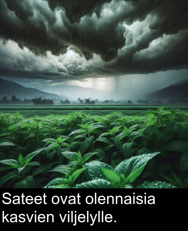 olennaisia: Sateet ovat olennaisia kasvien viljelylle.
