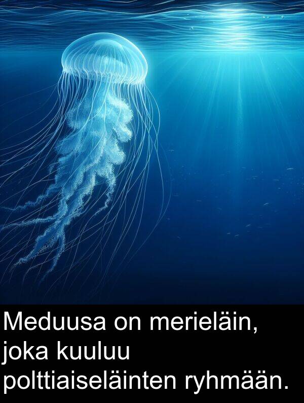 merieläin: Meduusa on merieläin, joka kuuluu polttiaiseläinten ryhmään.