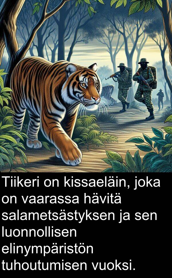 salametsästyksen: Tiikeri on kissaeläin, joka on vaarassa hävitä salametsästyksen ja sen luonnollisen elinympäristön tuhoutumisen vuoksi.