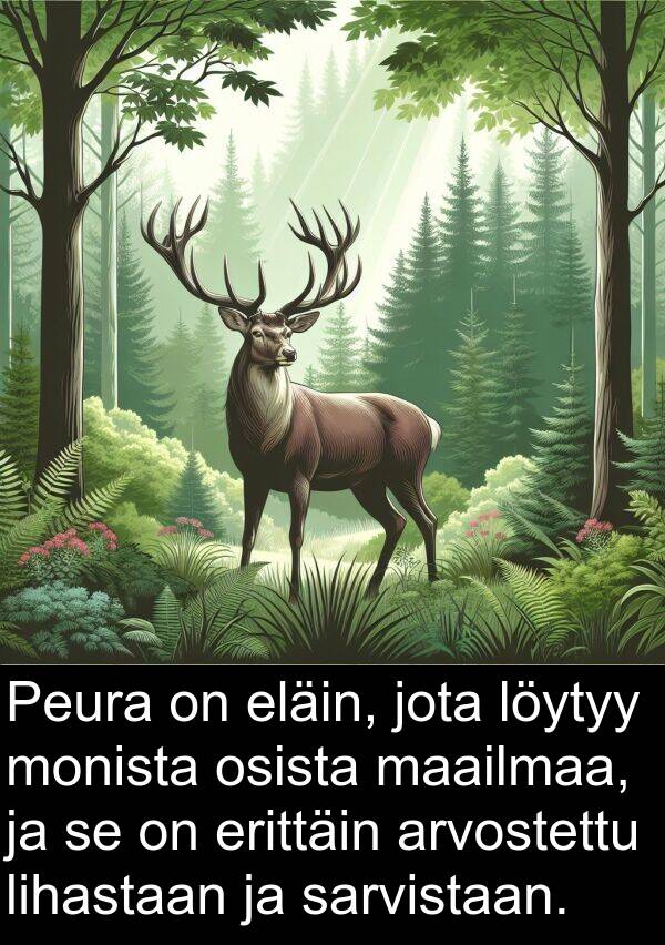sarvistaan: Peura on eläin, jota löytyy monista osista maailmaa, ja se on erittäin arvostettu lihastaan ja sarvistaan.