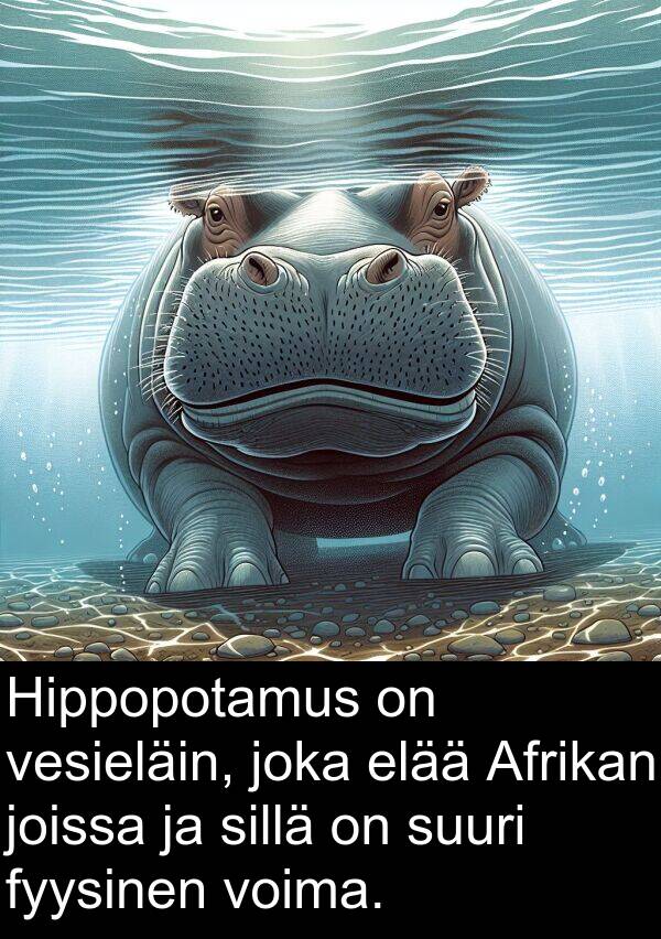 sillä: Hippopotamus on vesieläin, joka elää Afrikan joissa ja sillä on suuri fyysinen voima.