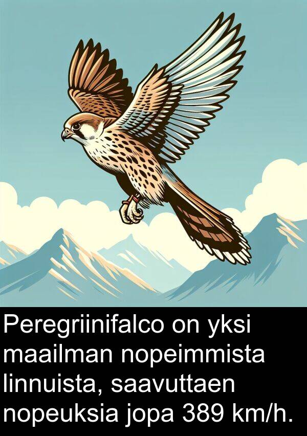 saavuttaen: Peregriinifalco on yksi maailman nopeimmista linnuista, saavuttaen nopeuksia jopa 389 km/h.
