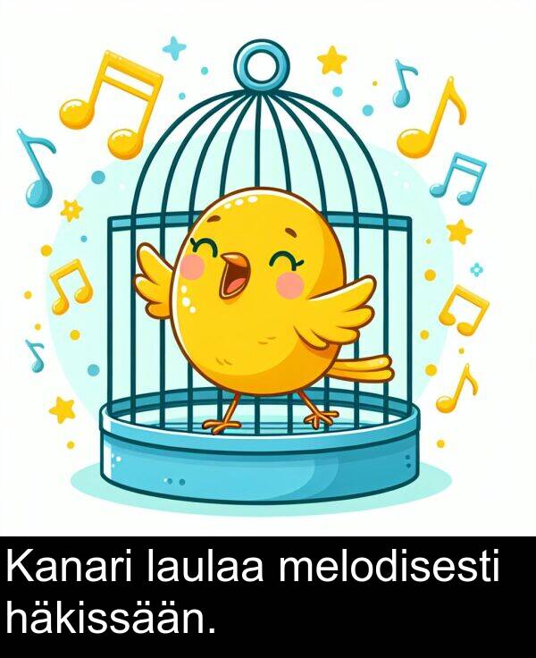 laulaa: Kanari laulaa melodisesti häkissään.